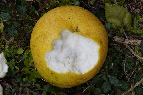 Foto de Pomelo