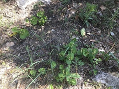 Aristolochia lutea