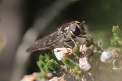 Meliscaeva auricollis