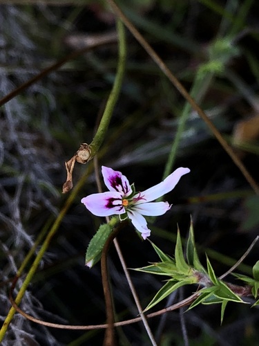 Image of Pelargonium tabulare by (c) Caroline Voget, some rights reserved (CC BY)