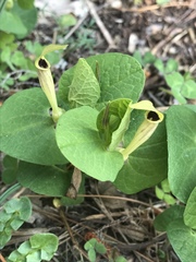 Aristolochia lutea