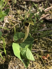 Aristolochia lutea