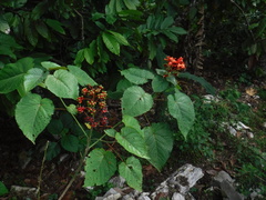 Clerodendrum buchananii