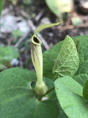 Aristolochia lutea