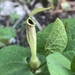 Aristolochia lutea - Photo (c) Muriel Bendel, μερικά δικαιώματα διατηρούνται (CC BY-NC), uploaded by Muriel Bendel