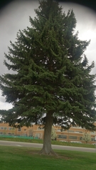 Picea pungens
