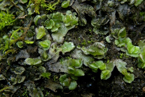 Clevea pusilla