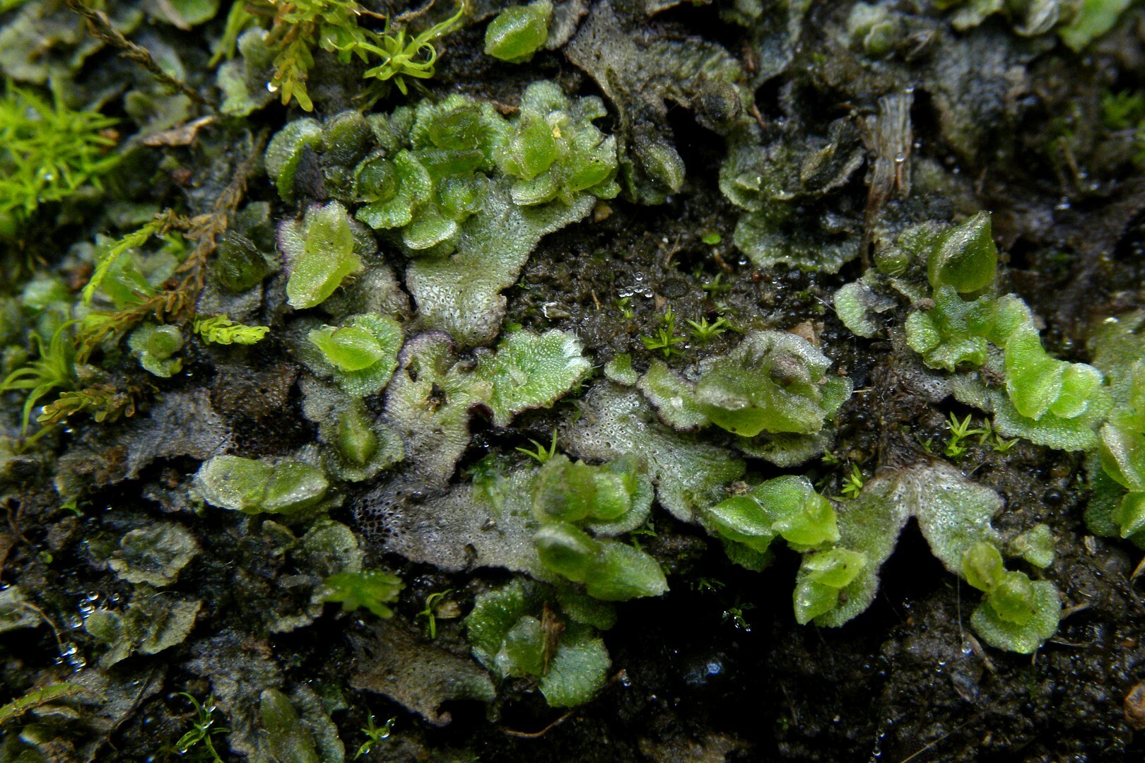 Clevea pusilla