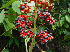 Clerodendrum buchananii