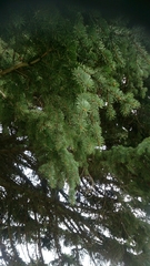 Picea pungens