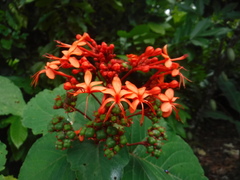 Clerodendrum buchananii