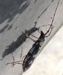Elaphidion irroratum