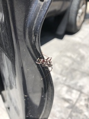 Elaphidion irroratum