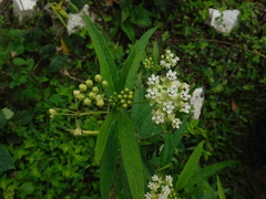 Asclepias nivea