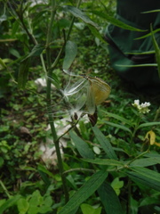Asclepias nivea