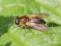 Cheilosia grossa