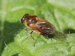 Cheilosia grossa