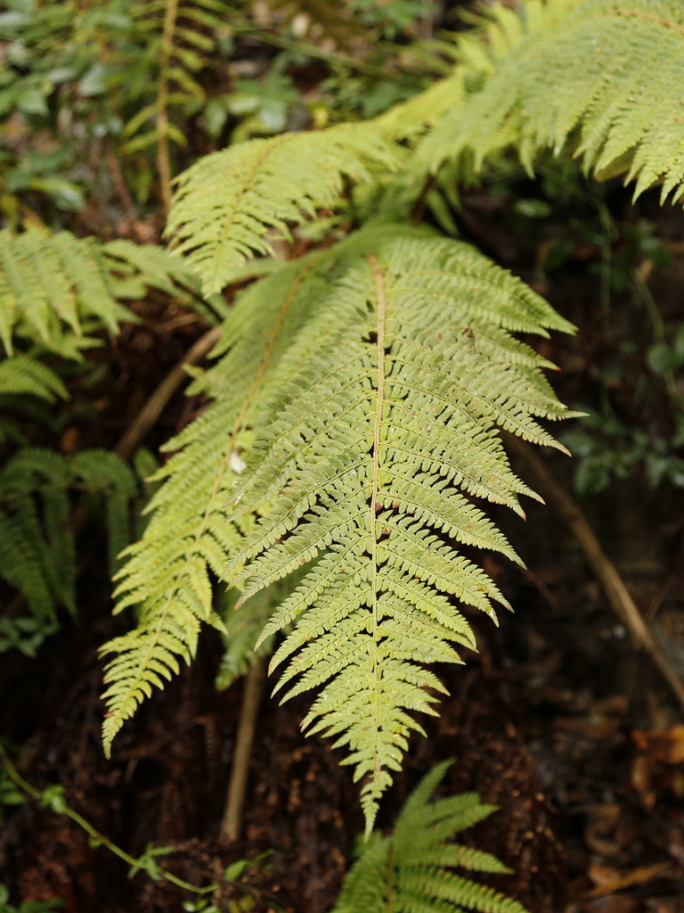 soft shield fern from Tonara, Nuoro, Italia on October 26, 2023 at 01: ...