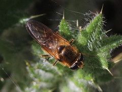 Cheilosia grossa
