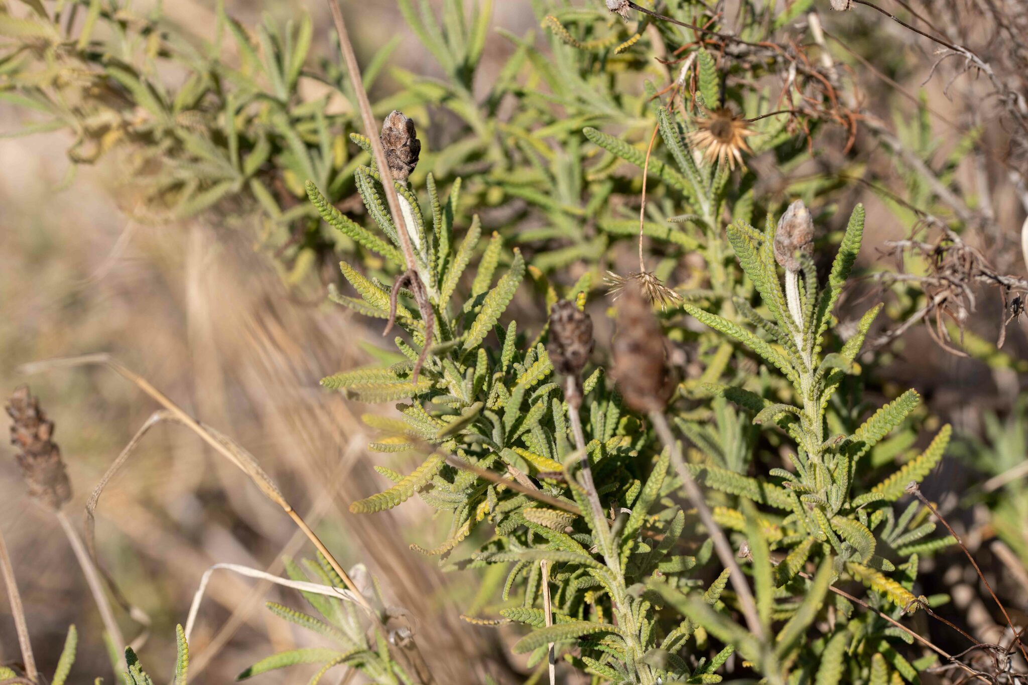 Imagem de Lavanda