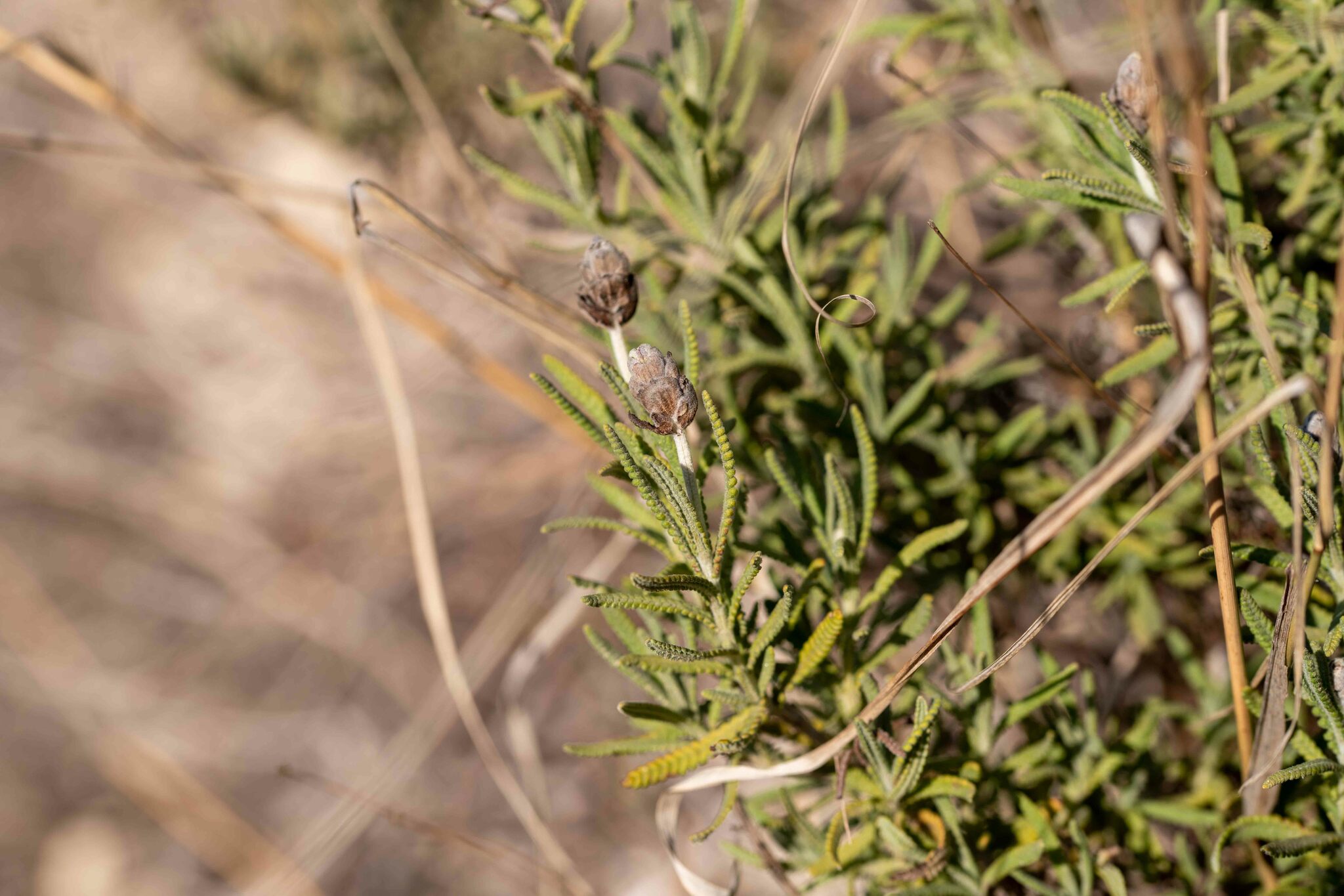 Imagem de Lavanda