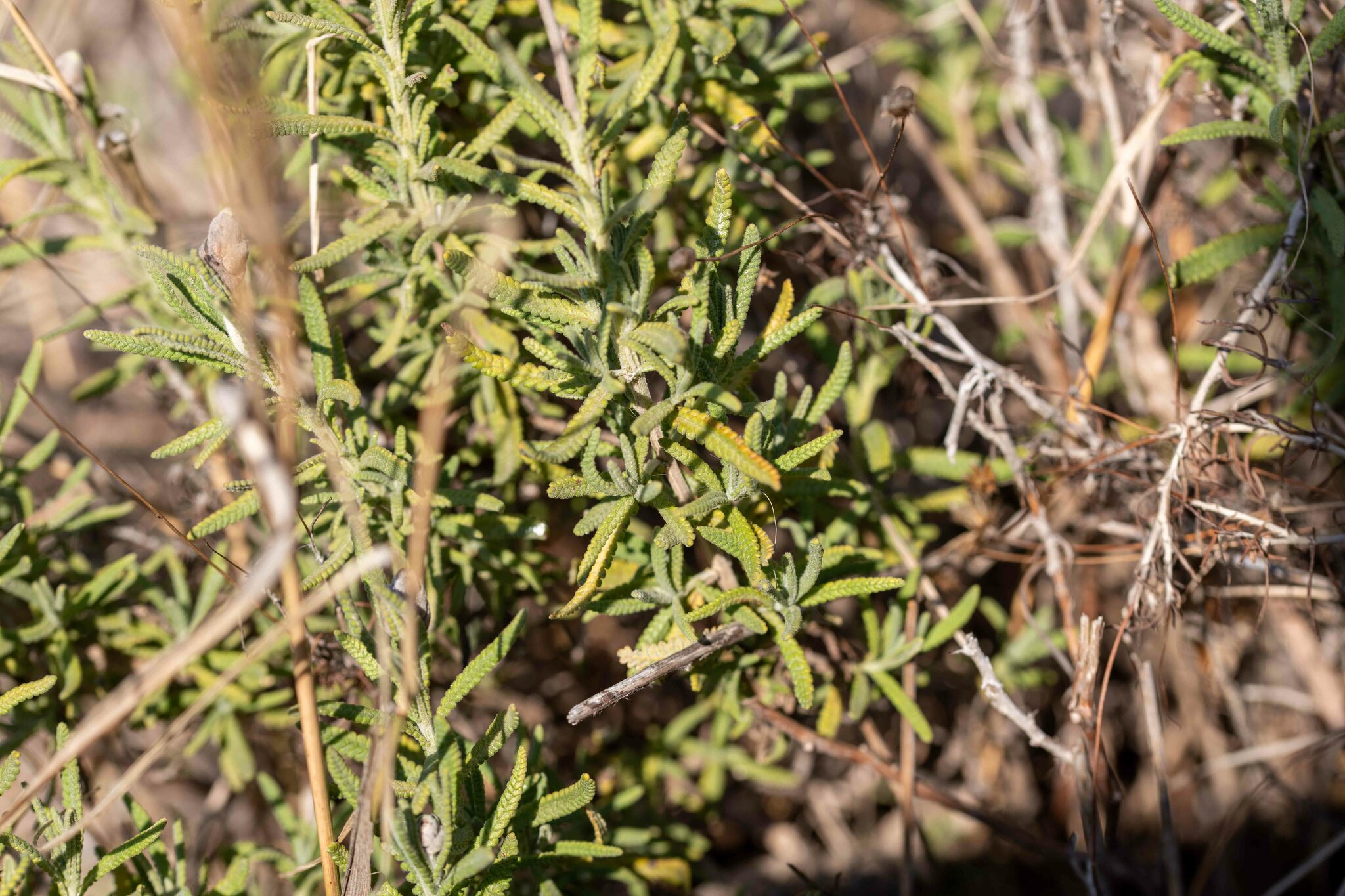 Imagem de Lavanda