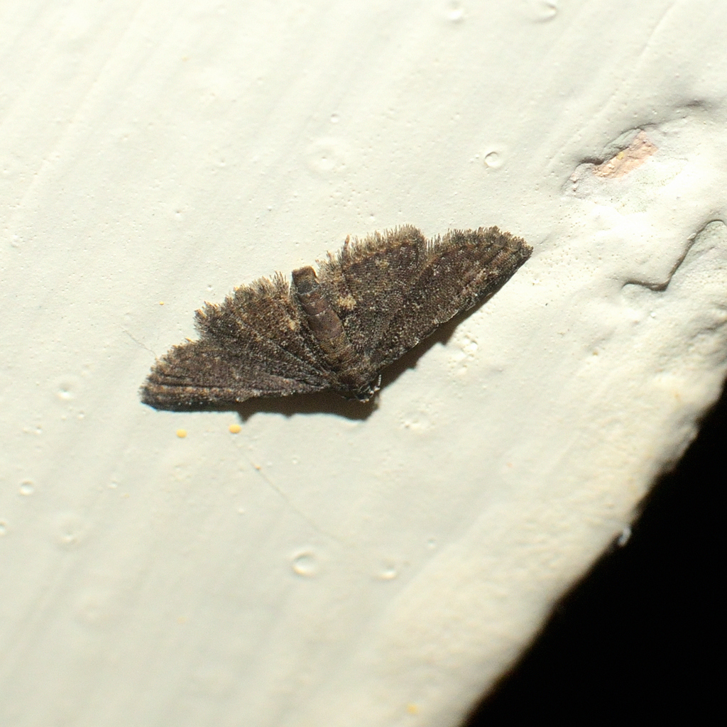 Butterflies and Moths from Bannerghatta Biological Park Kaggalipura ...