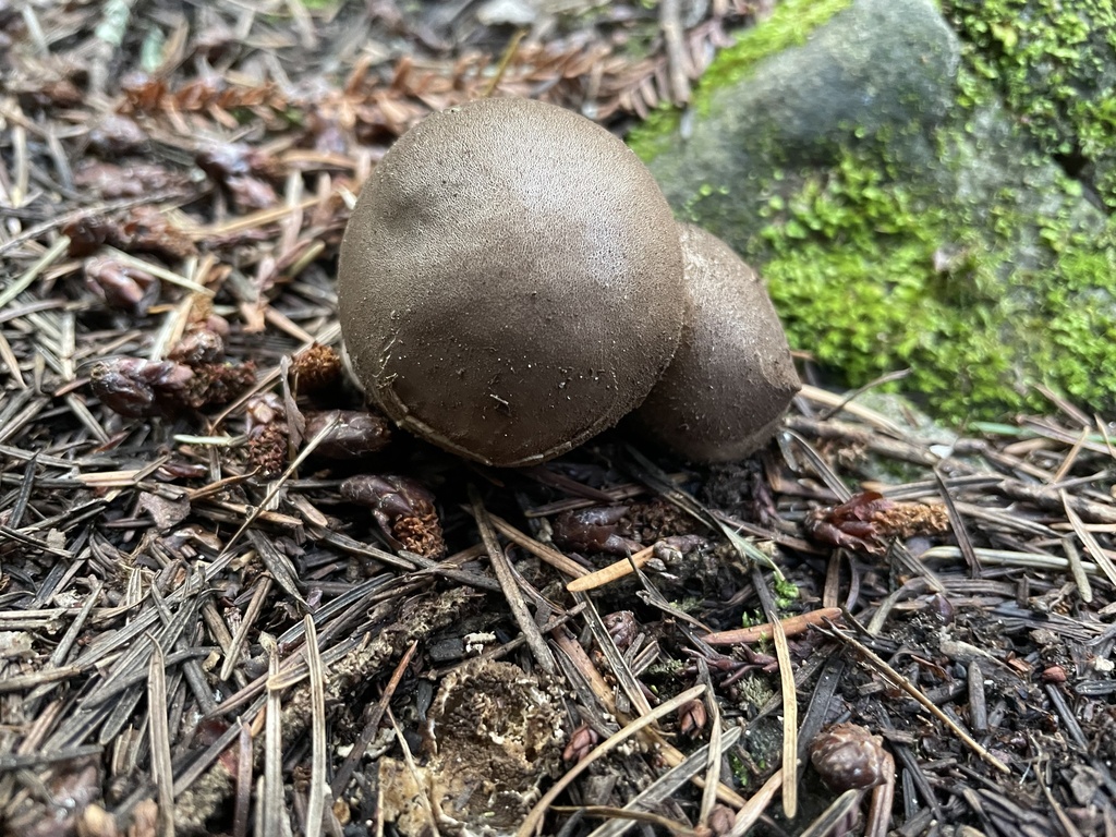 Umber-brown Puffball from Sanborn County Park, Saratoga, CA, US on ...