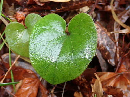 Asarum fauriei observed 2024-01-21