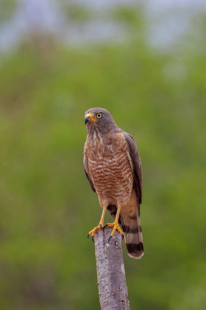 Roadside Hawk
