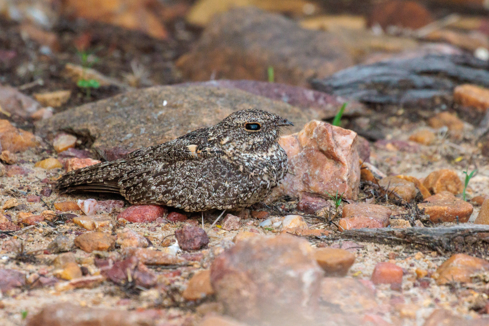 Pygmy Nightjar (Nyctipolus hirundinaceus), photo 10