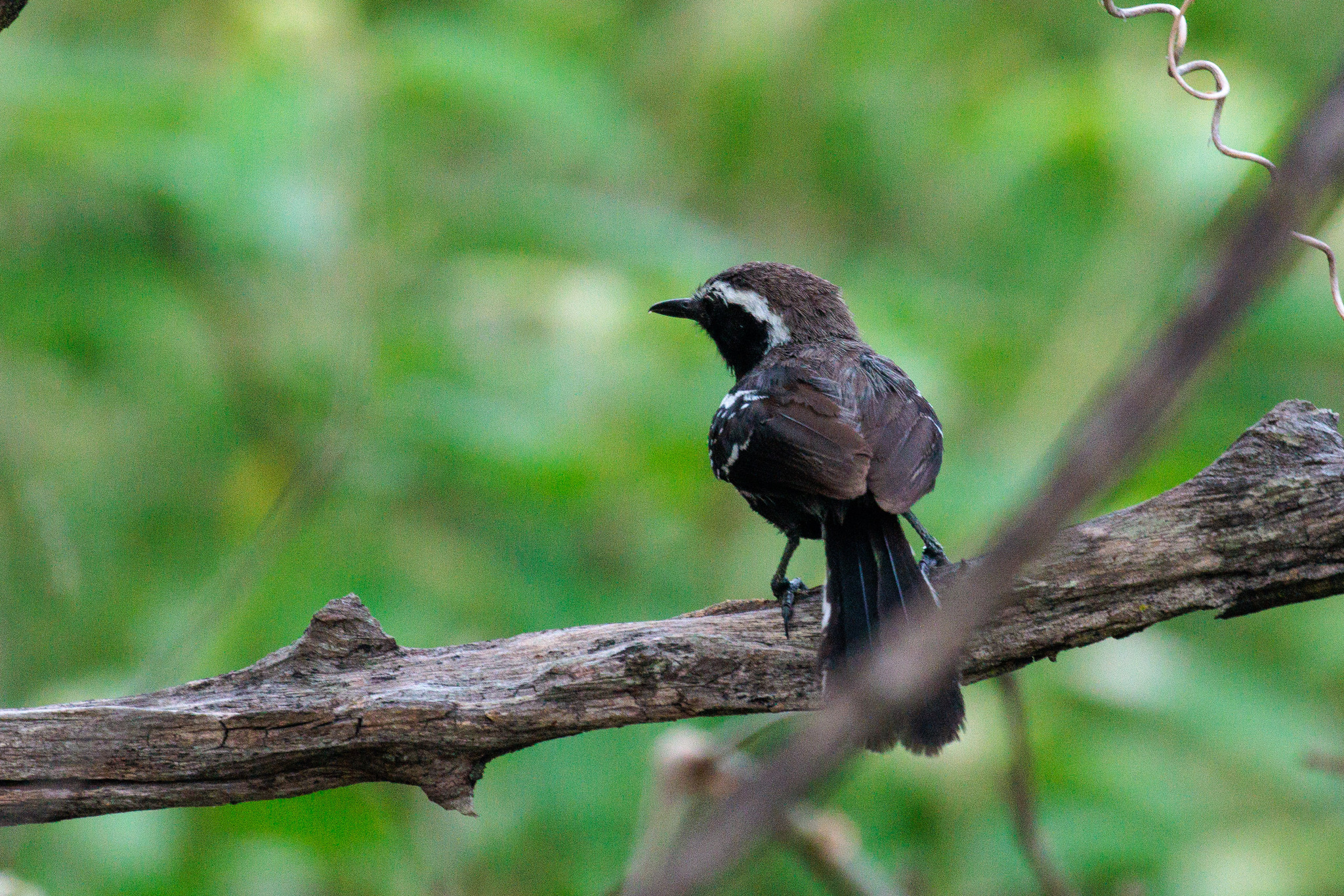 Black-bellied Antwren (Formicivora melanogaster), photo 9