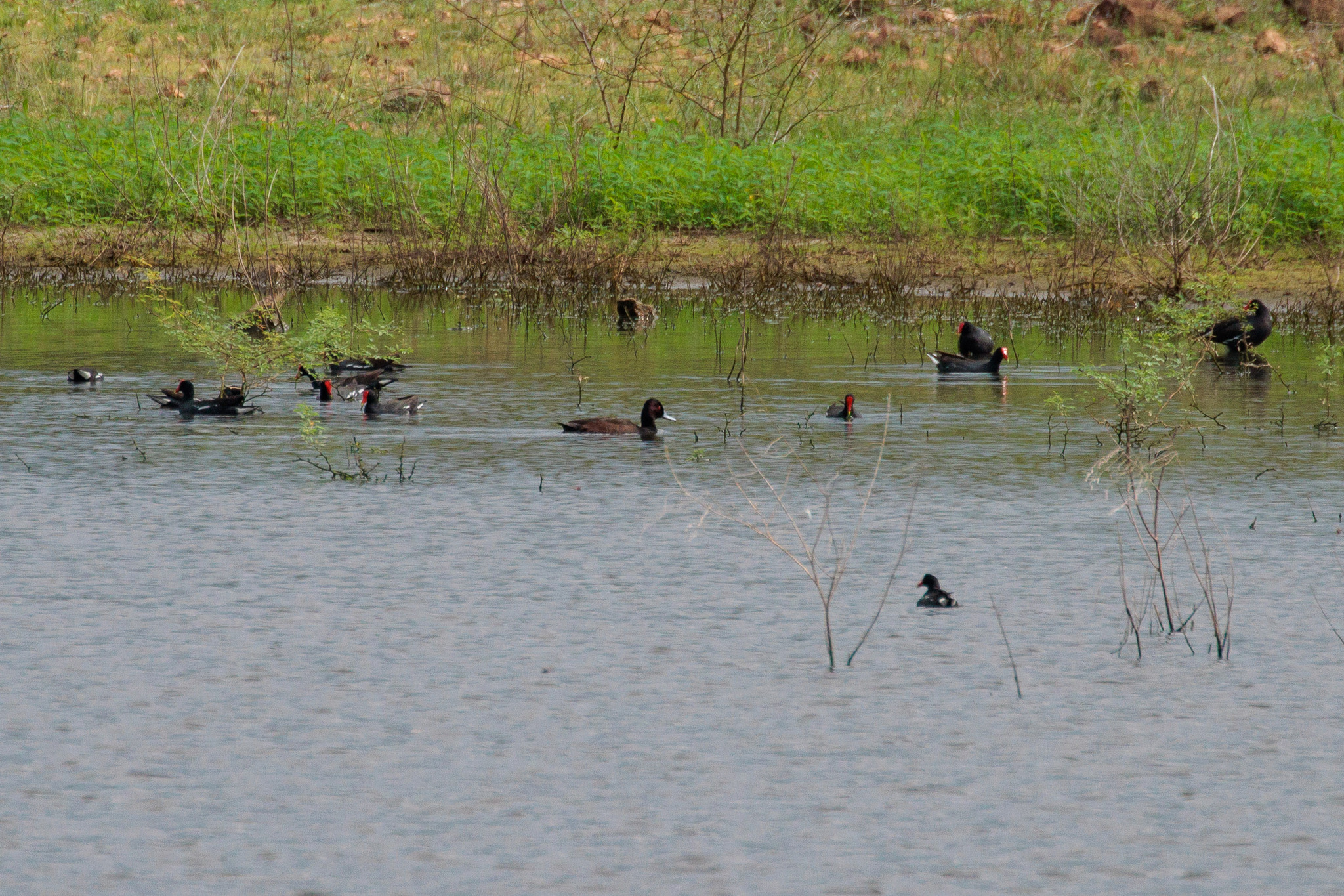 Southern Pochard (Netta erythrophthalma)