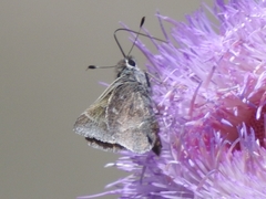 Atrytonopsis pittacus