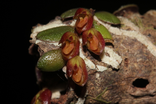 Chamelophyton