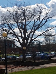 Populus deltoides deltoides