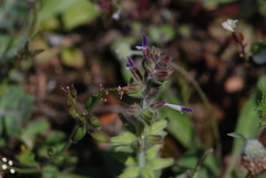 Salvia viridis