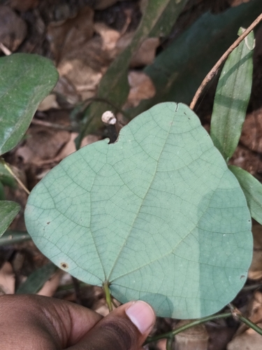 Image of Diploclisia glaucescens by (c) Pranav Chandra Bose, some rights reserved (CC BY)