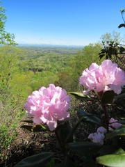 Rhododendron carolinianum