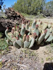 Opuntia basilaris brachyclada