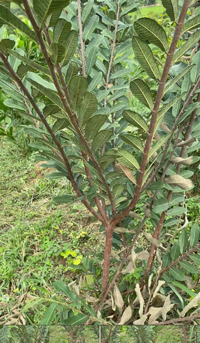 Mama cadela