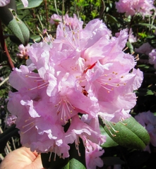 Rhododendron carolinianum