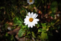 Anthemis chia