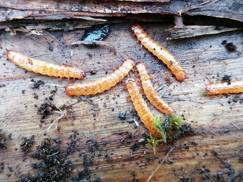 Cucujus cinnaberinus