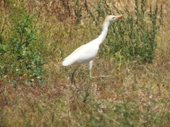 Bubulcus ibis