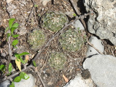 Coryphantha neglecta