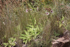Berkheya purpurea