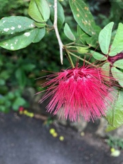 Calliandra tergemina