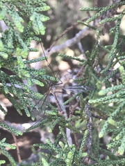 Juniperus californica