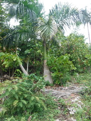 Roystonea borinquena